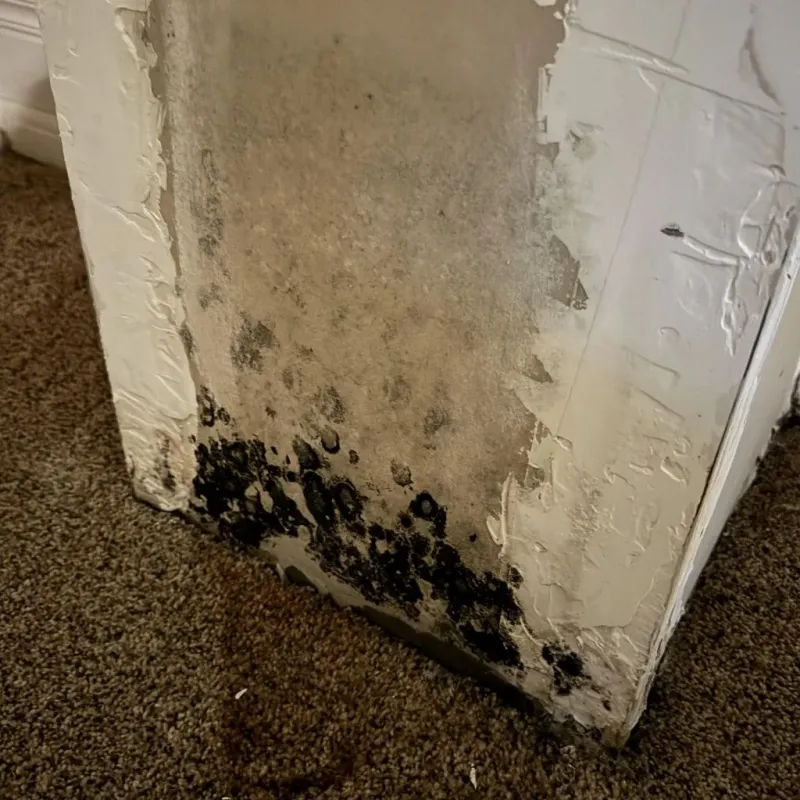 Professional Mold Removal in Monroe County, IL